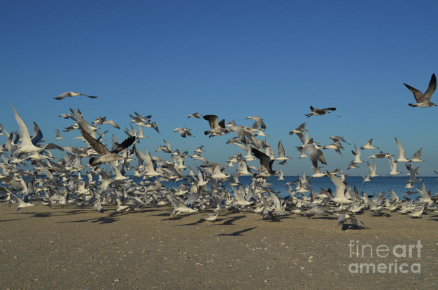 Huge Group of Birds in Flight Over a Beach Photograph by DejaVu Designs