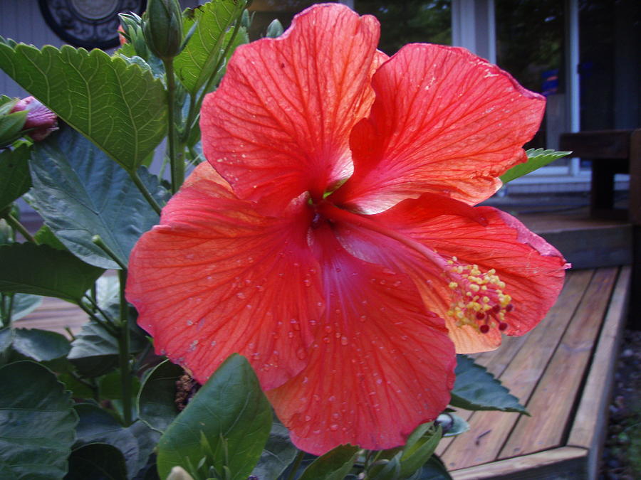 Huge Hibiscus  Photograph by Tim Donovan