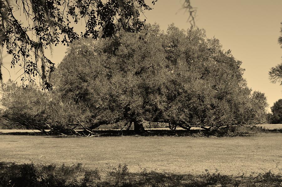Huge Live Oak in Sepia Photograph by Warren Thompson