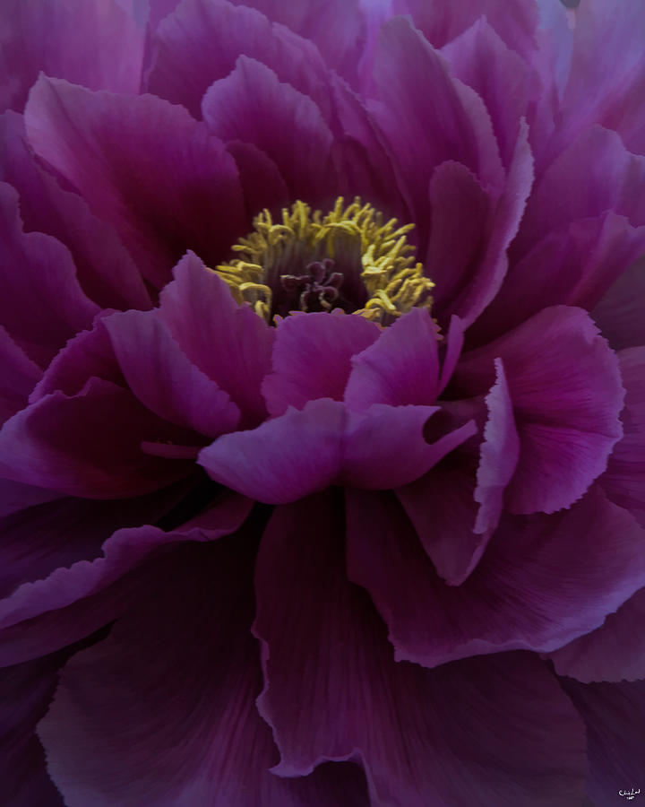 Flowers Still Life Photograph - Huge Magenta Peony by Chris Lord