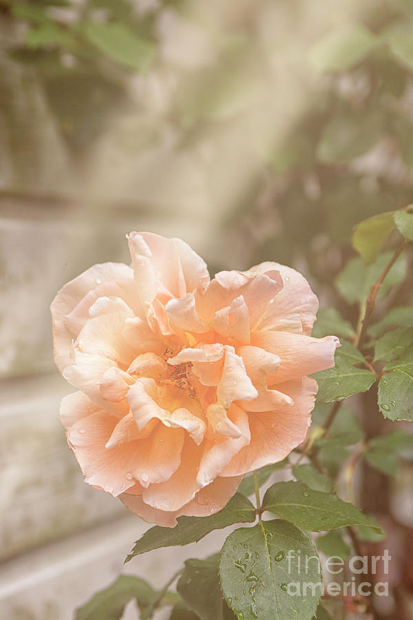 Huge pink rose in garden Photograph by Patricia Hofmeester