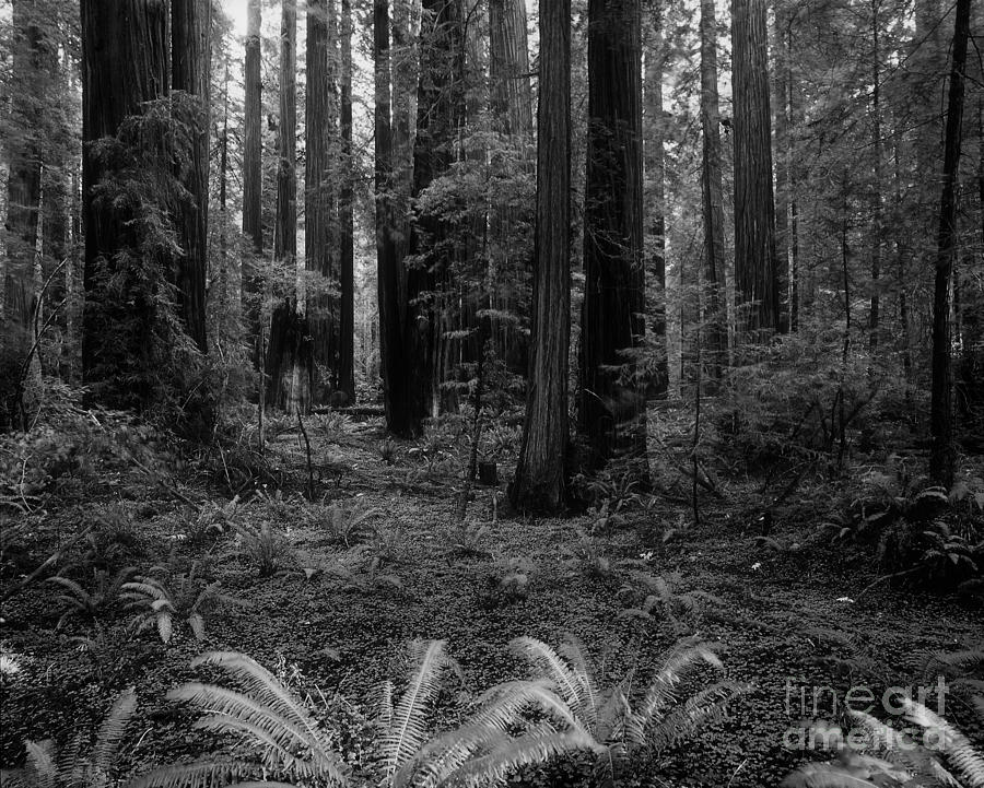 Huge Redwood Trees at the Avenue of the Giants Photograph by Wernher Krutein