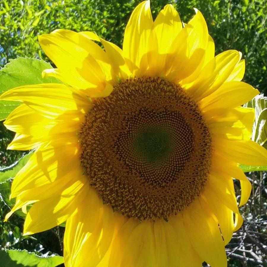 Sunflower Photograph - #huge #sunflower In #herbgarden At by Lisa Marchbanks