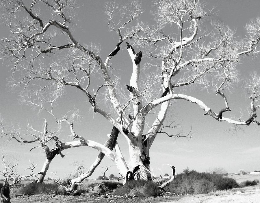 Tree Photograph - Huge Tree by Kathleen Heese