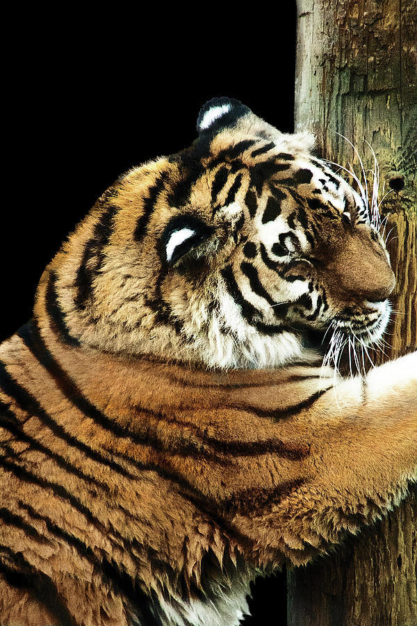 Hugging the tree by Adriana Zoon Hugging the tree by Adriana Zoon
