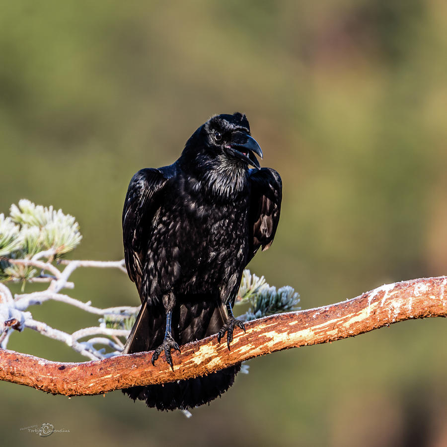 Huginn The Raven Photograph