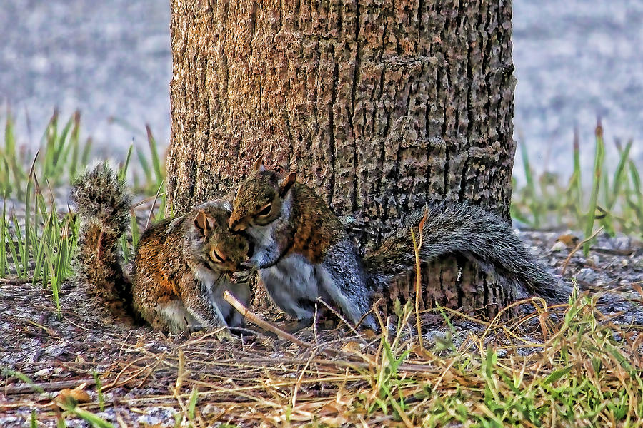 Hugs And Kisses  Photograph by HH Photography of Florida