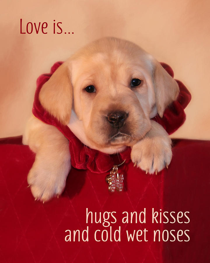 Hugs and Kisses Photograph by Lori Deiter