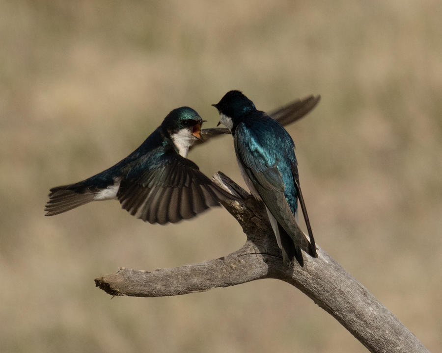 Hugs Photograph by Lois Lake | Fine Art America