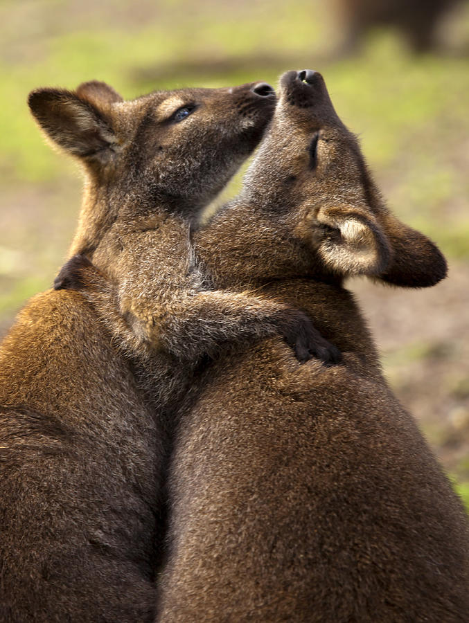 Wildlife Photograph - Hugs by Michael Dawson