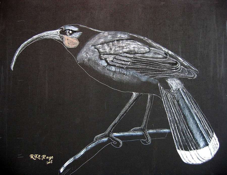 Huia Painting by Richard Le Page
