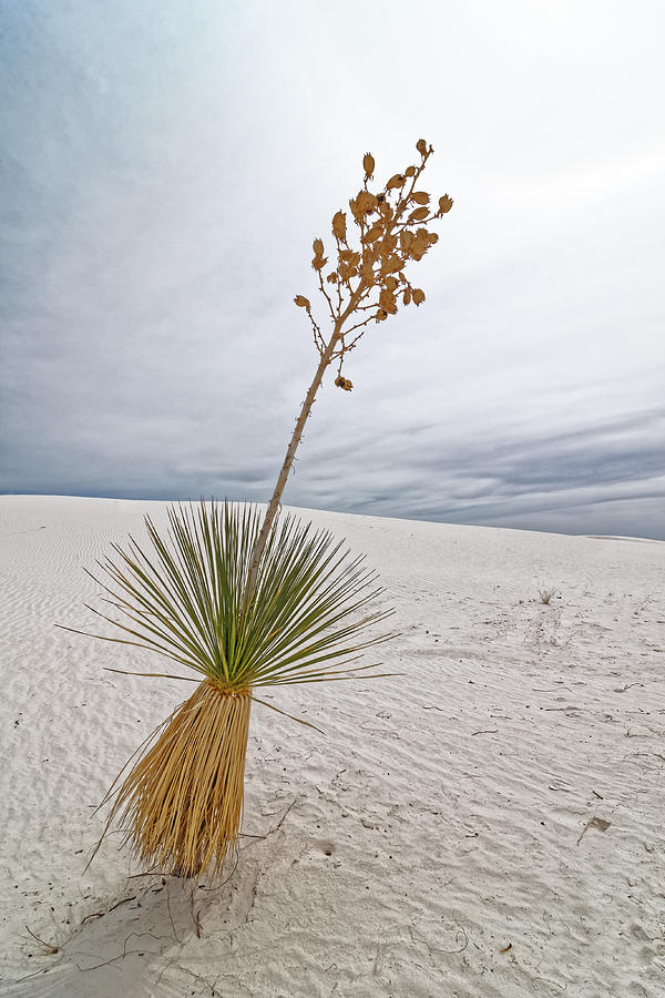 Hula Yucca -- Soaptree Yucca in White Sands National Monument, New Mexico Photograph by Darin Volpe