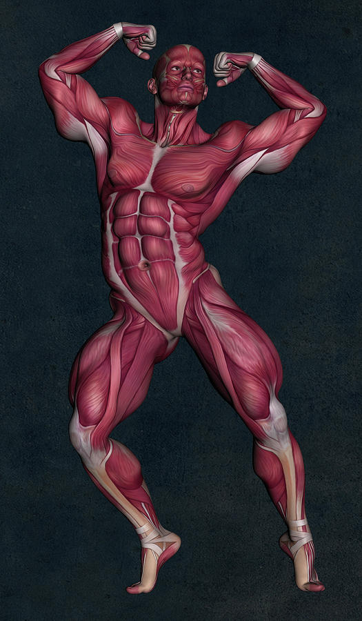 Human Anatomy Mixed Media - Human Anatomy 4 by Barroa Artworks