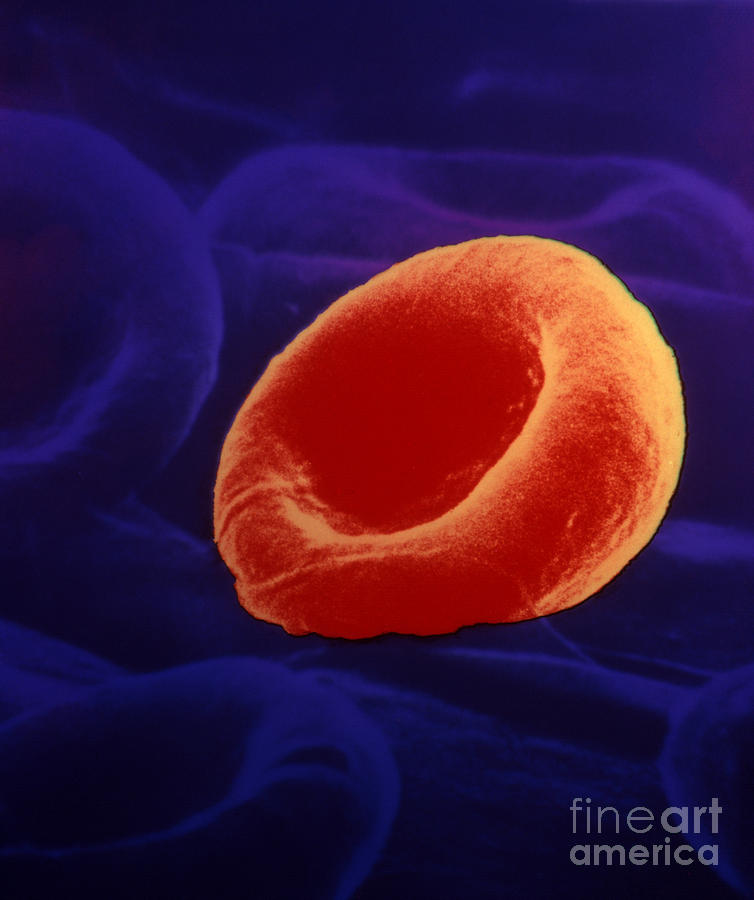 Human Blood Cell Photograph by Bill Longcore