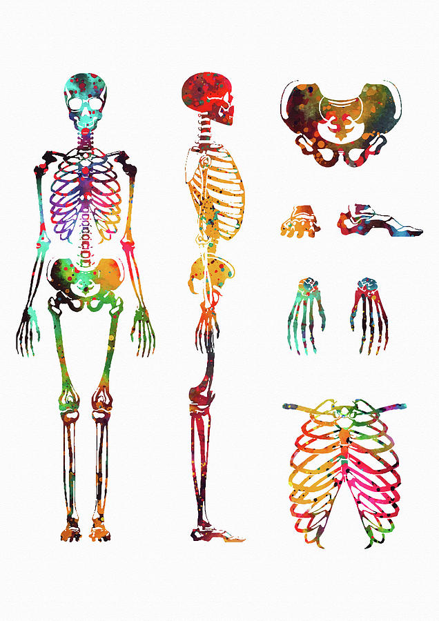 Human Body Skeletal System Digital Art By Erzebet S Fine Art America