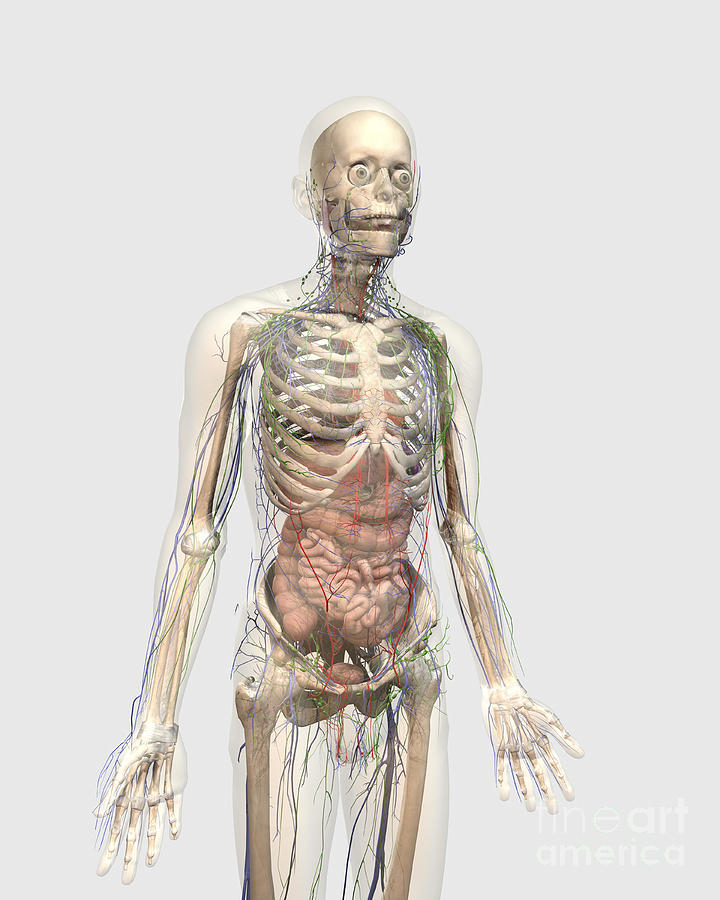 Skull Digital Art - Human Body With Internal Organs by Stocktrek Images