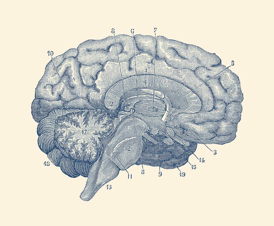 Human Brain Anatomy Diagram  Drawing by Vintage Anatomy Prints
