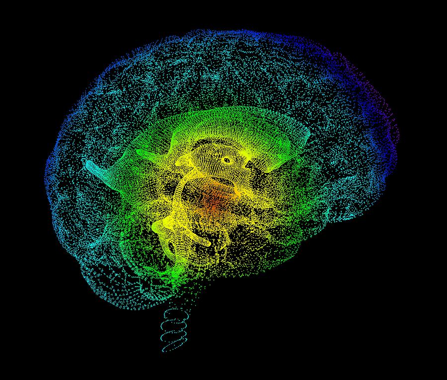 Human Brain, Conceptual Artwork Photograph by Pasieka