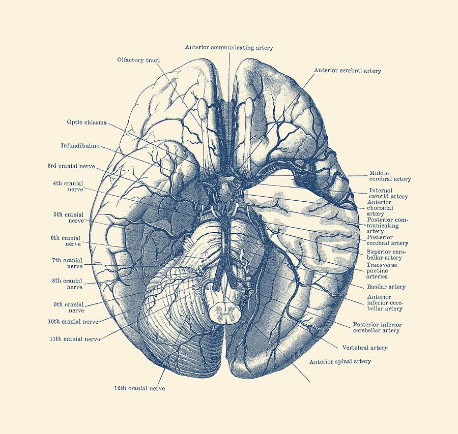 Human Brain Diagram - Anatomy Poster Drawing by Vintage Anatomy Prints