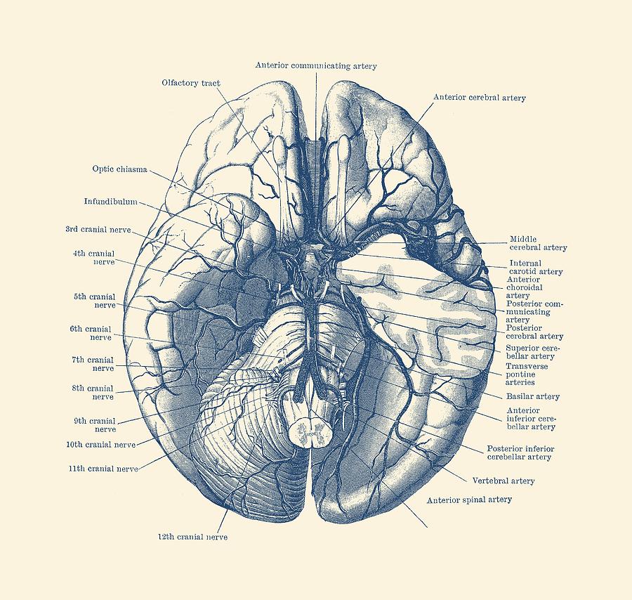 the human brain drawing