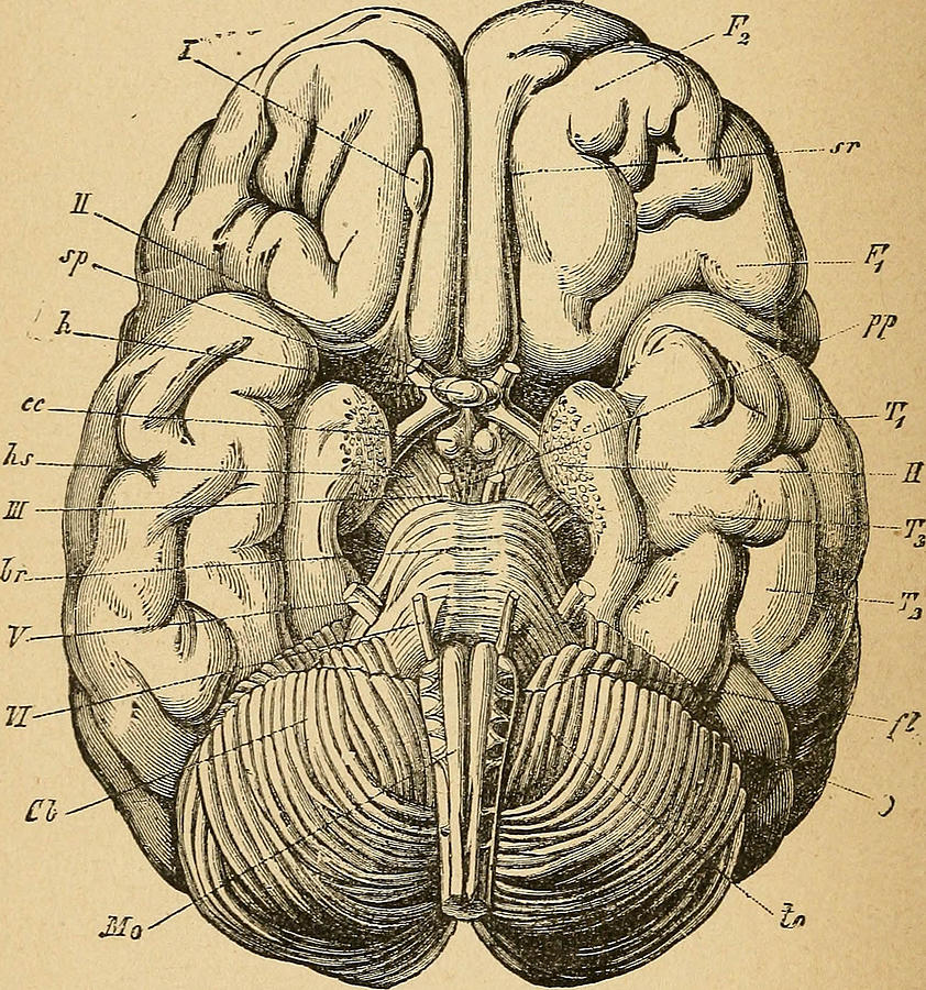 Human Brain Diagram Drawing by FL collection