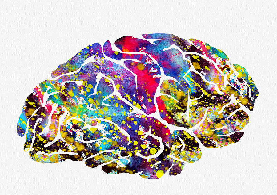 Human Brain Illustrationcolorful Digital Art by Erzebet S