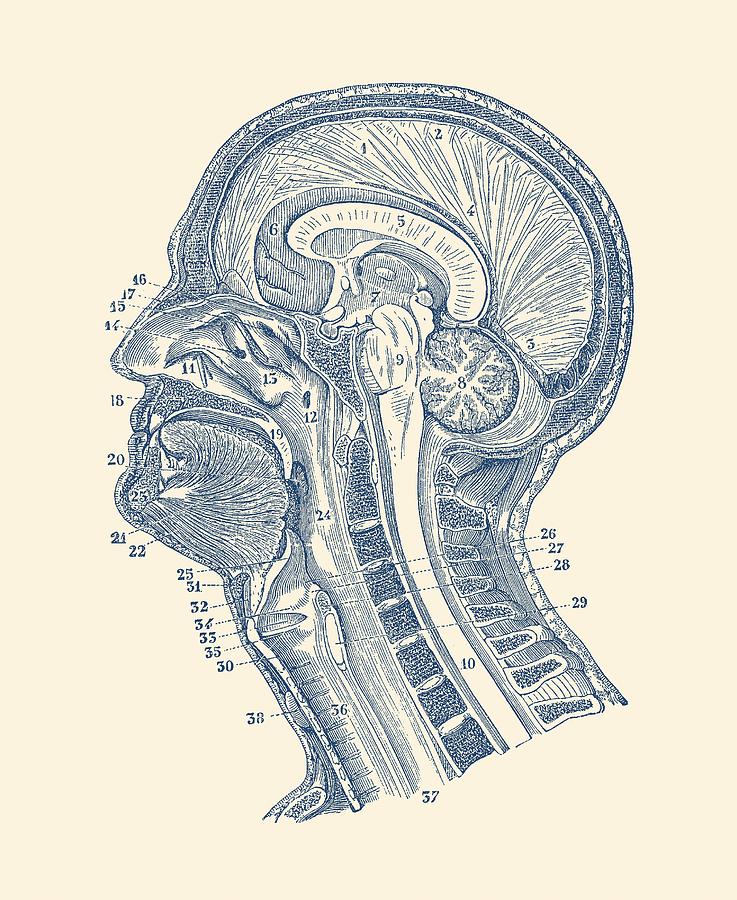 Human Brain Structures - Vintage Anatomy Print Drawing by Vintage Anatomy Prints