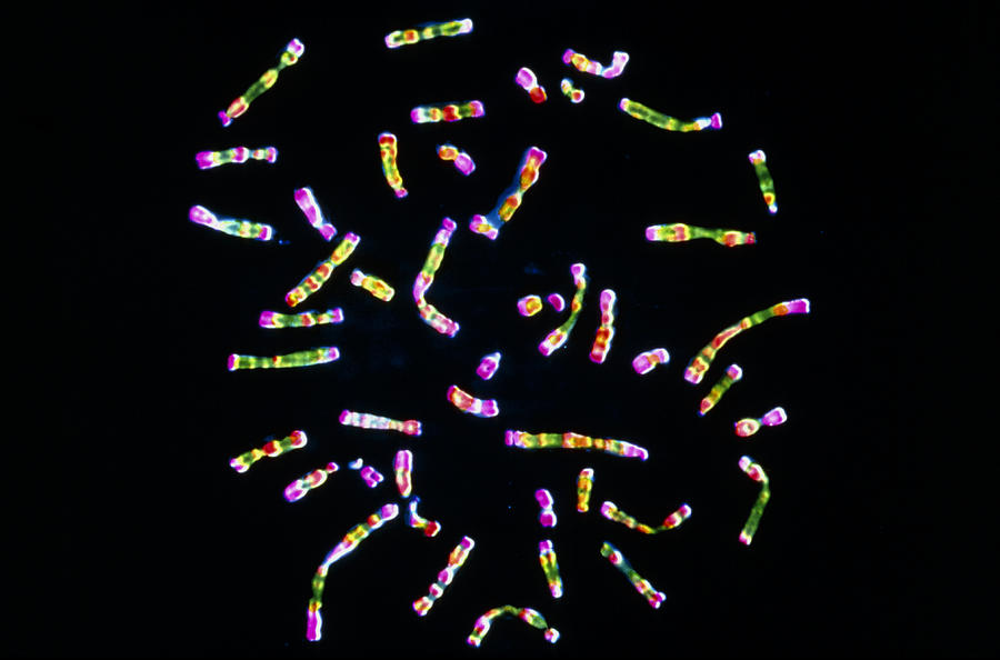 Light Micrograph Photograph - Human Chromosomes by Cnri