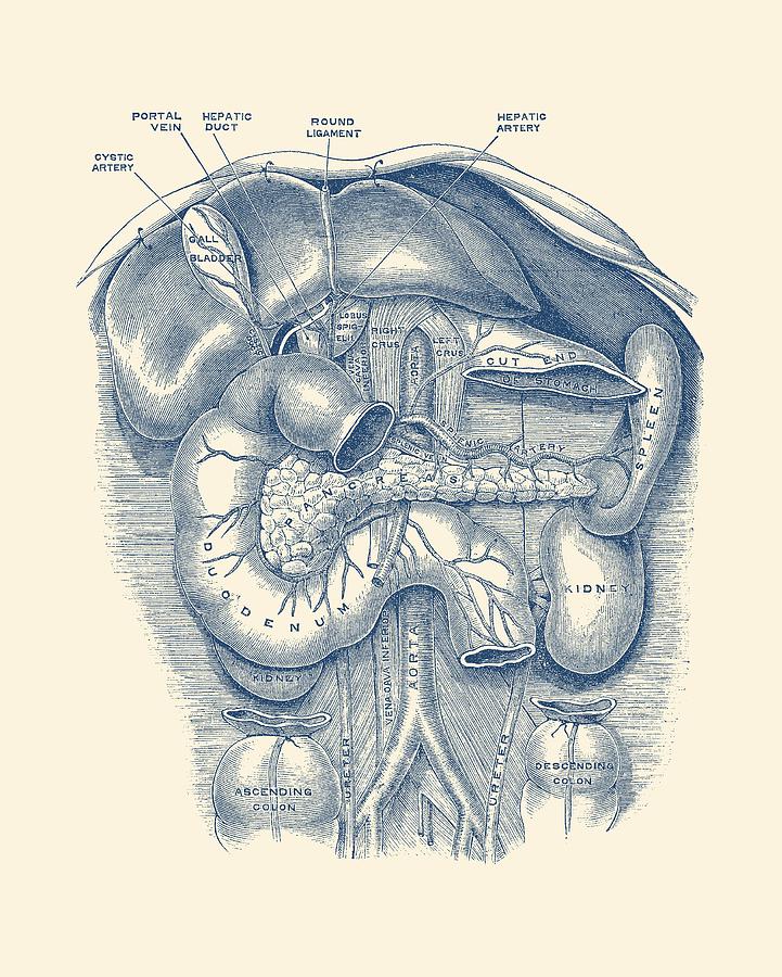 https://images.fineartamerica.com/images/artworkimages/mediumlarge/1/human-digestive-anatomy-vintage-diagram-vintage-anatomy-prints.jpg