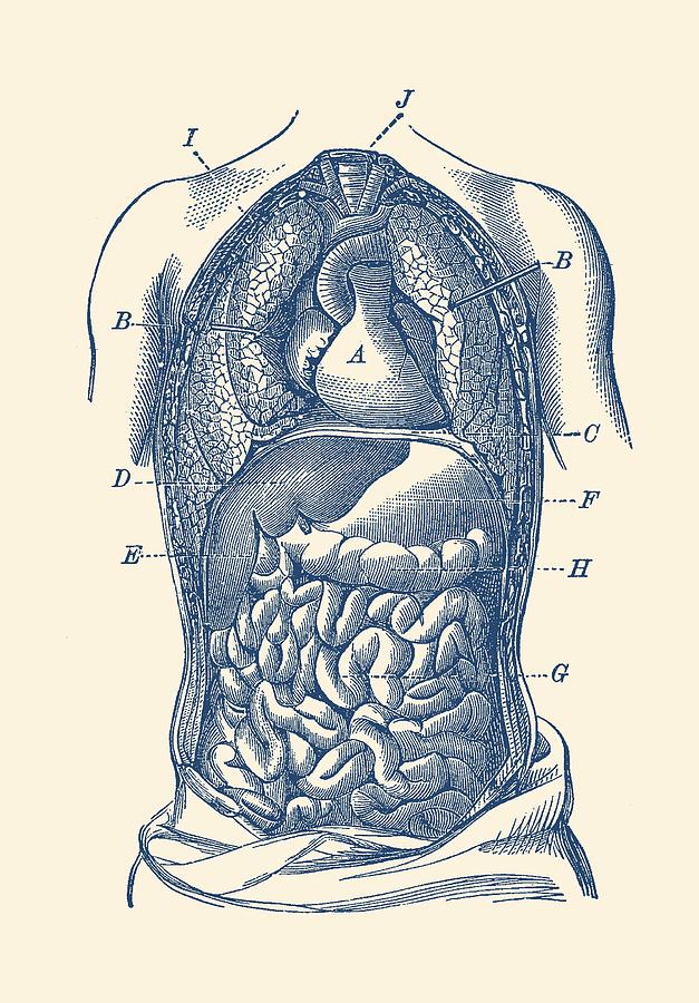 Human Digestive System Diagram - Vintage Anatomy Drawing by Vintage Anatomy Prints
