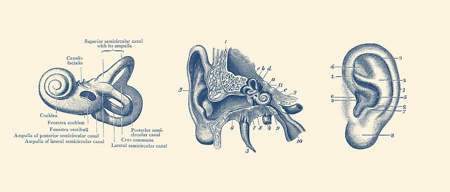 Human Ear Anatomy Diagram - Vintage Print Photograph by ...