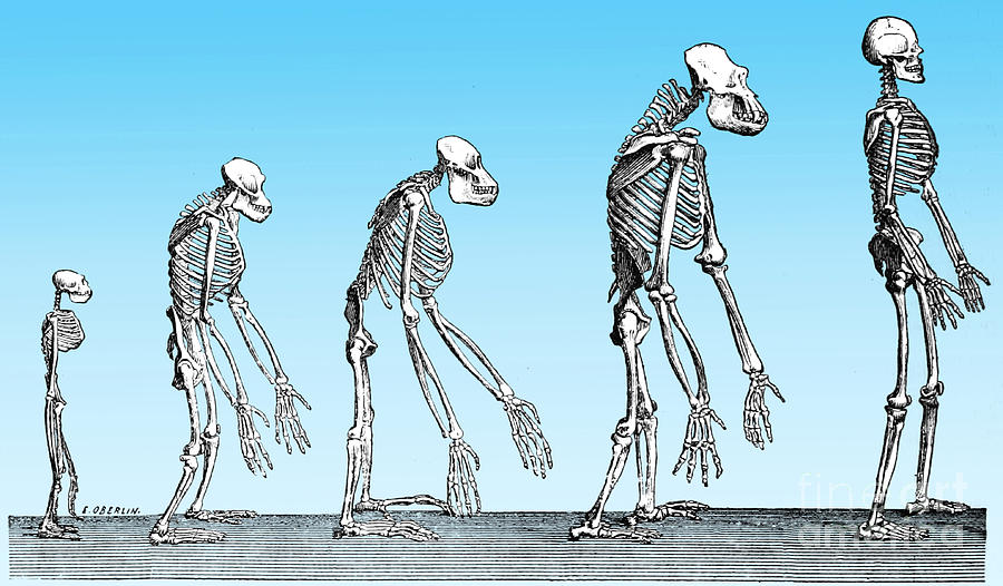 Human Evolution  Photograph by Science Source