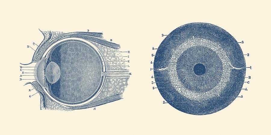 Human Eye Anatomy Diagram - Dual View Drawing by Vintage Anatomy Prints