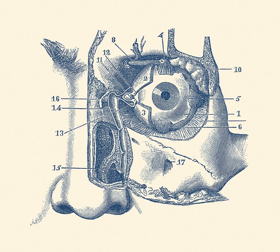 Human Eye and Tear Duct Diagram - Vintage Anatomy Drawing by Vintage Anatomy Prints