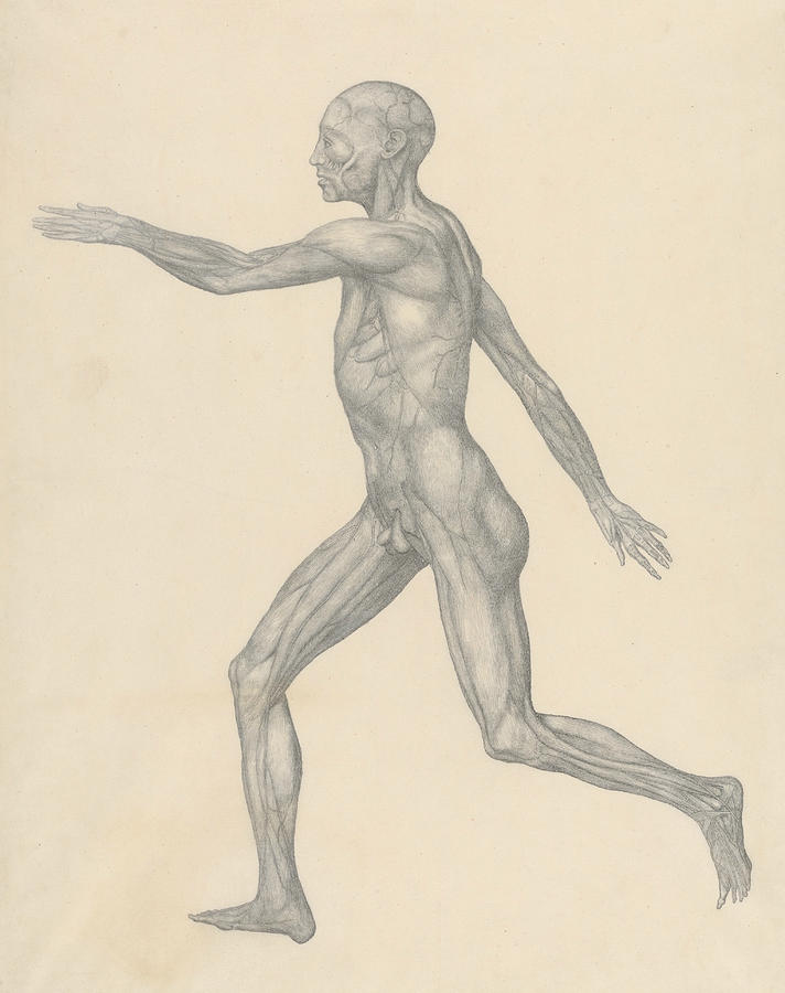 Human Figure, Lateral View, after Removal of the Skin and the Underlying Facial Layers  Drawing by George Stubbs