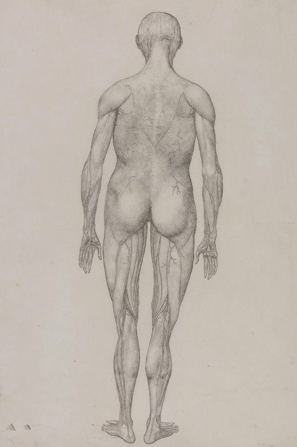 Human Figure, Posterior View Drawing by George Stubbs