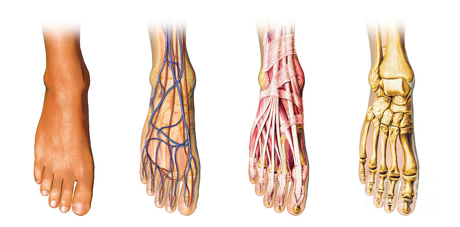 Skeleton Digital Art - Human Foot Anatomy Showing Skin, Veins by Leonello Calvetti