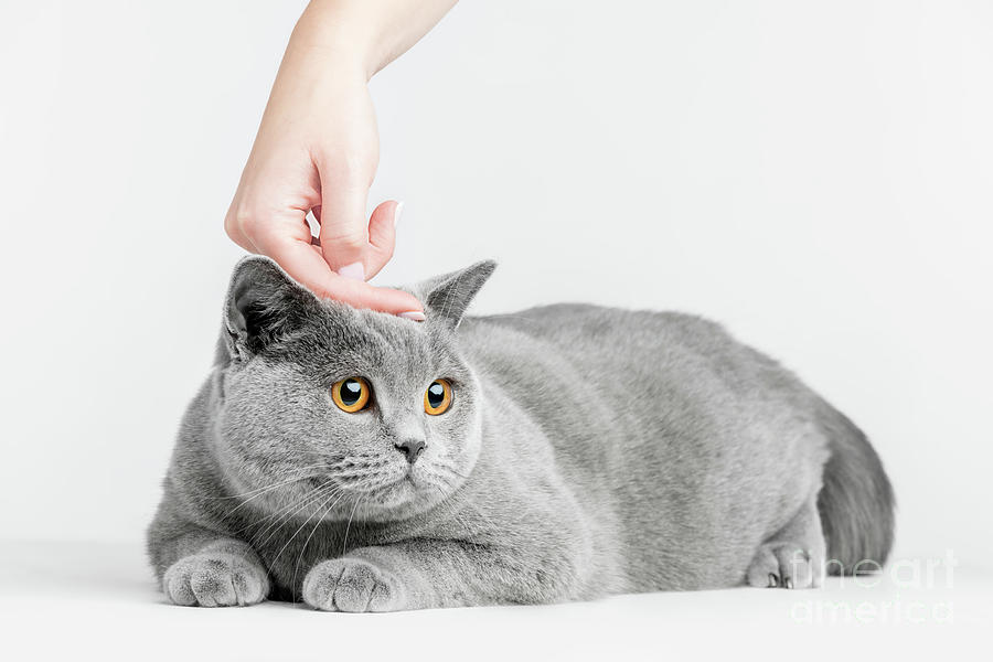 Human hand petting cats head. British Shorthair Photograph by Michal Bednarek