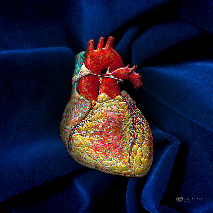 Human Heart 3d Photograph - Human Heart Over Blue Velvet by Serge Averbukh