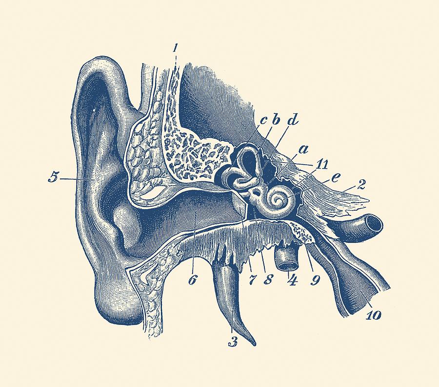Human Inner Ear Anatomy Diagram - Vintage Print Drawing by Vintage Anatomy Prints