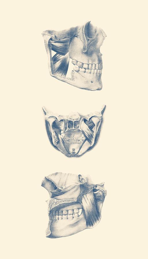 Human Jaw - Multi View - Vintage Anatomy Poster Drawing by Vintage Anatomy Prints
