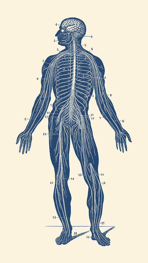 Human Lymphatic System - Vintage Anatomy Drawing by Vintage Anatomy Prints