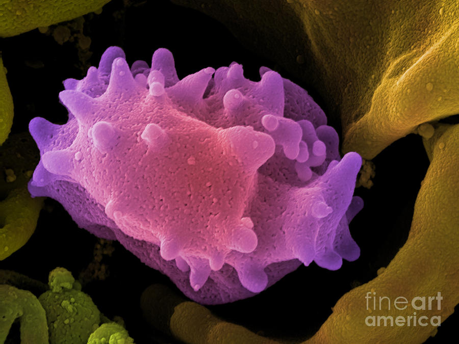 Human Lymphocyte Cell, Sem Photograph by Ted Kinsman