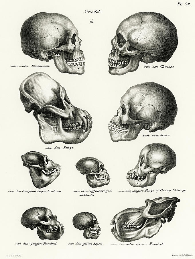 Human Monkey and Ape skulls Drawing by Vincent Monozlay