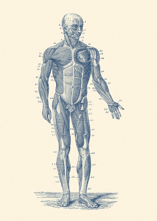 Human Muscle System - Vintage Anatomy Print Drawing by Vintage Anatomy Prints