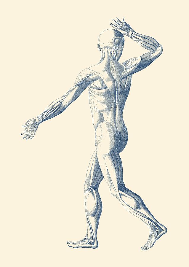 Human Muscular System - Artistic View - Vintage Anatomy Print Drawing by Vintage Anatomy Prints