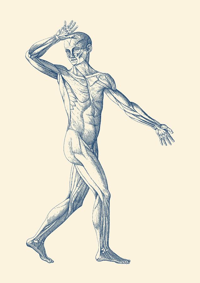 Human Muscular System Front View Vintage Anatomy Poster Drawing By