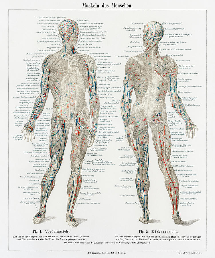 Human musculature system Drawing by Vincent Monozlay