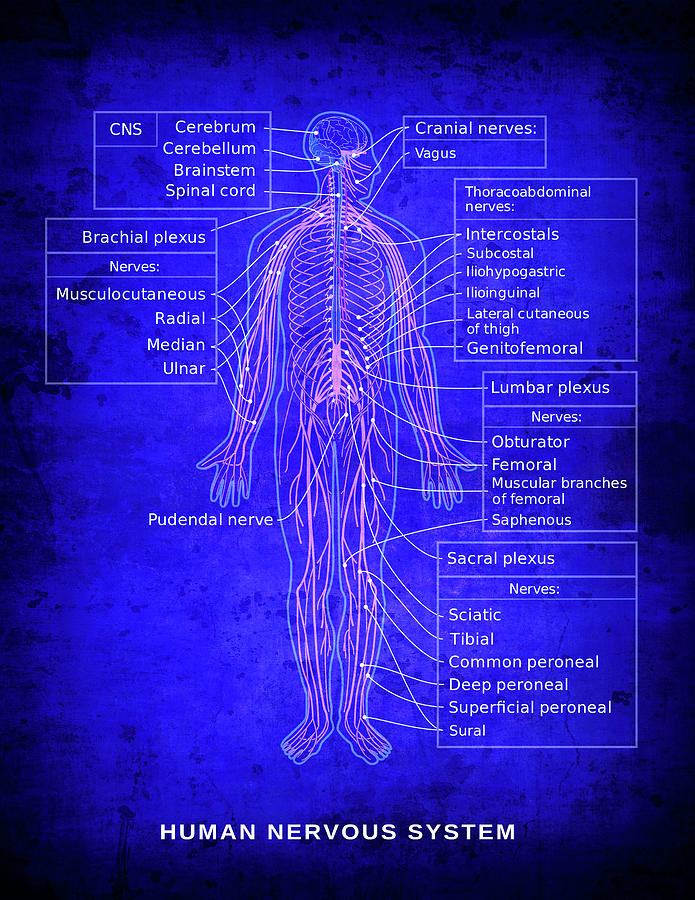 Human Nervous System Diagram Blueprint Digital Art by ...
