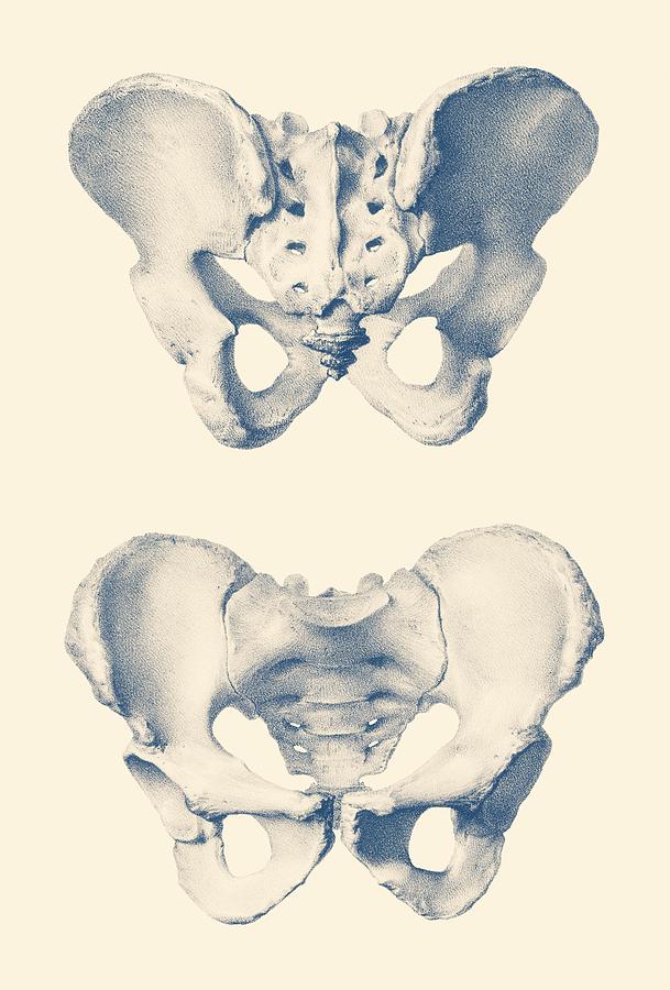 Human Pelvis - Dual View - Vintage Anatomy Mixed Media by Vintage Anatomy Prints
